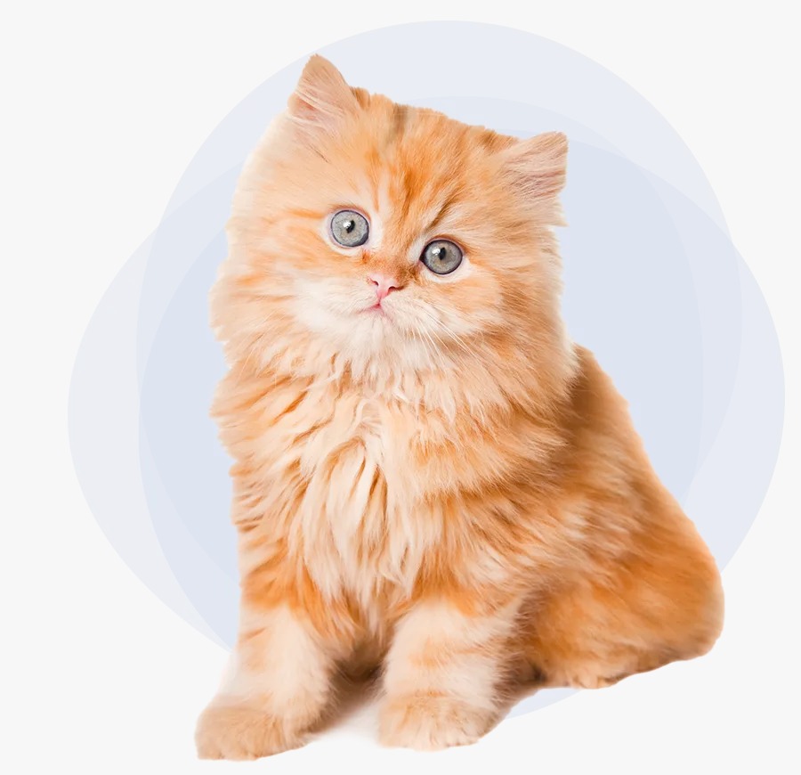 قطة أليفة تستخدم خدمات PetPal